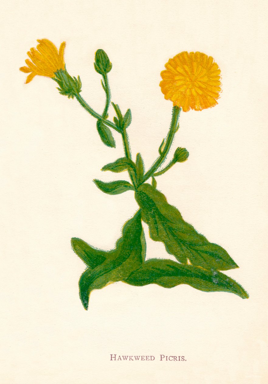 Jastrzębiowiec Picris, ok. 1891 r., 1891 r autorstwa Anne Pratt