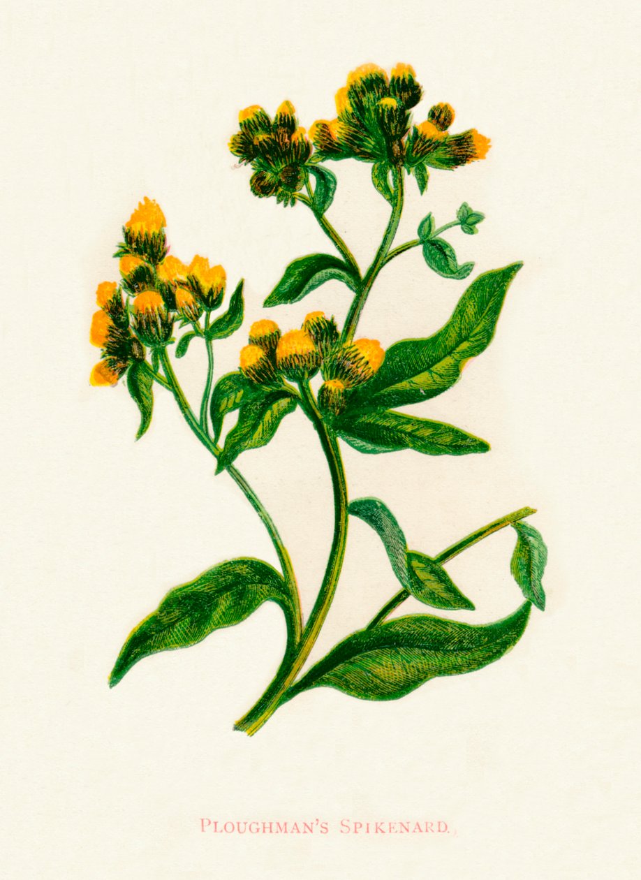 Ploughmans Spikenard, ok. 1891 r., 1891 r. autorstwa Anne Pratt