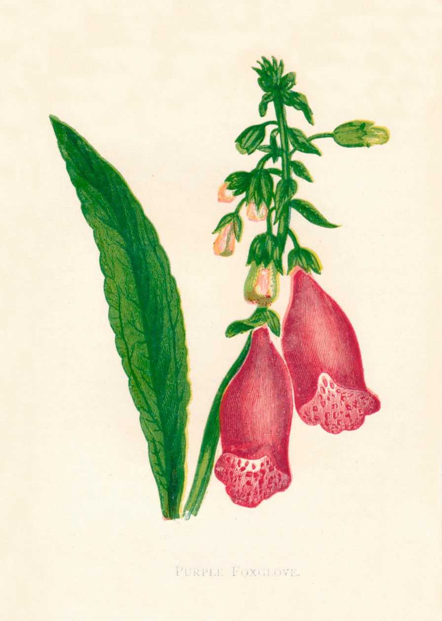 Fioletowa naparstnica, c1891, 1891. autorstwa Anne Pratt