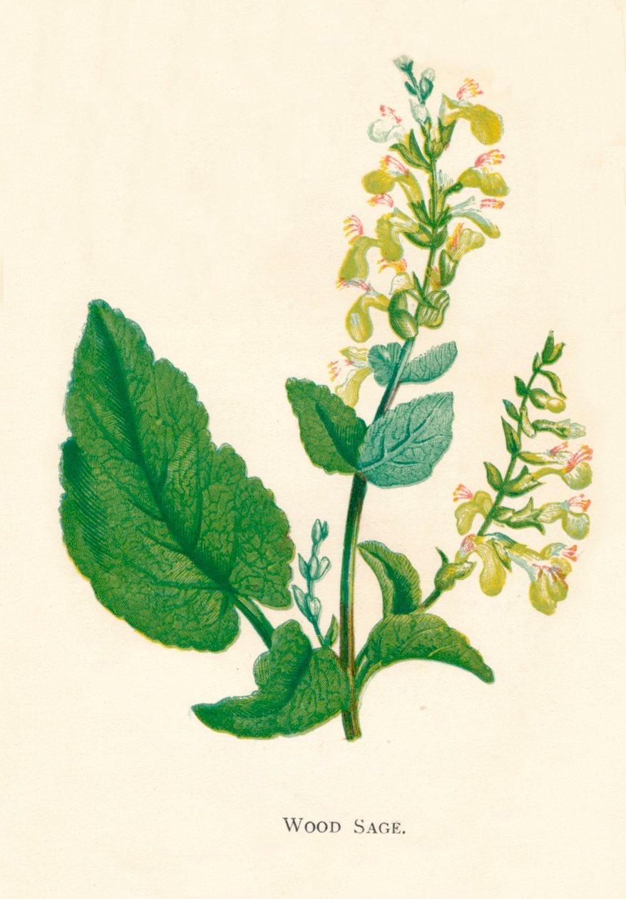 Szałwia Drewna, ok. 1891 r., 1891 r autorstwa Anne Pratt