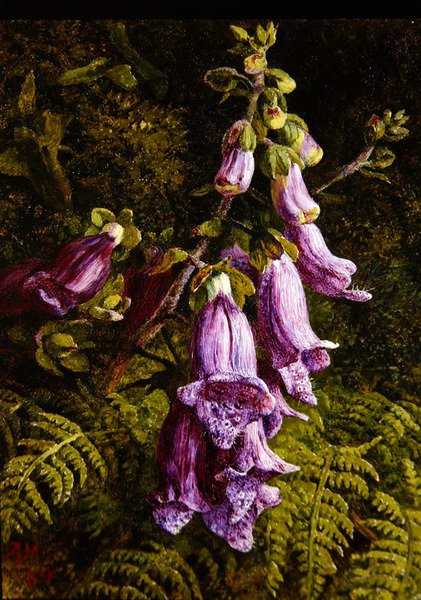 Foxgloves autorstwa Annie Feray Mutrie