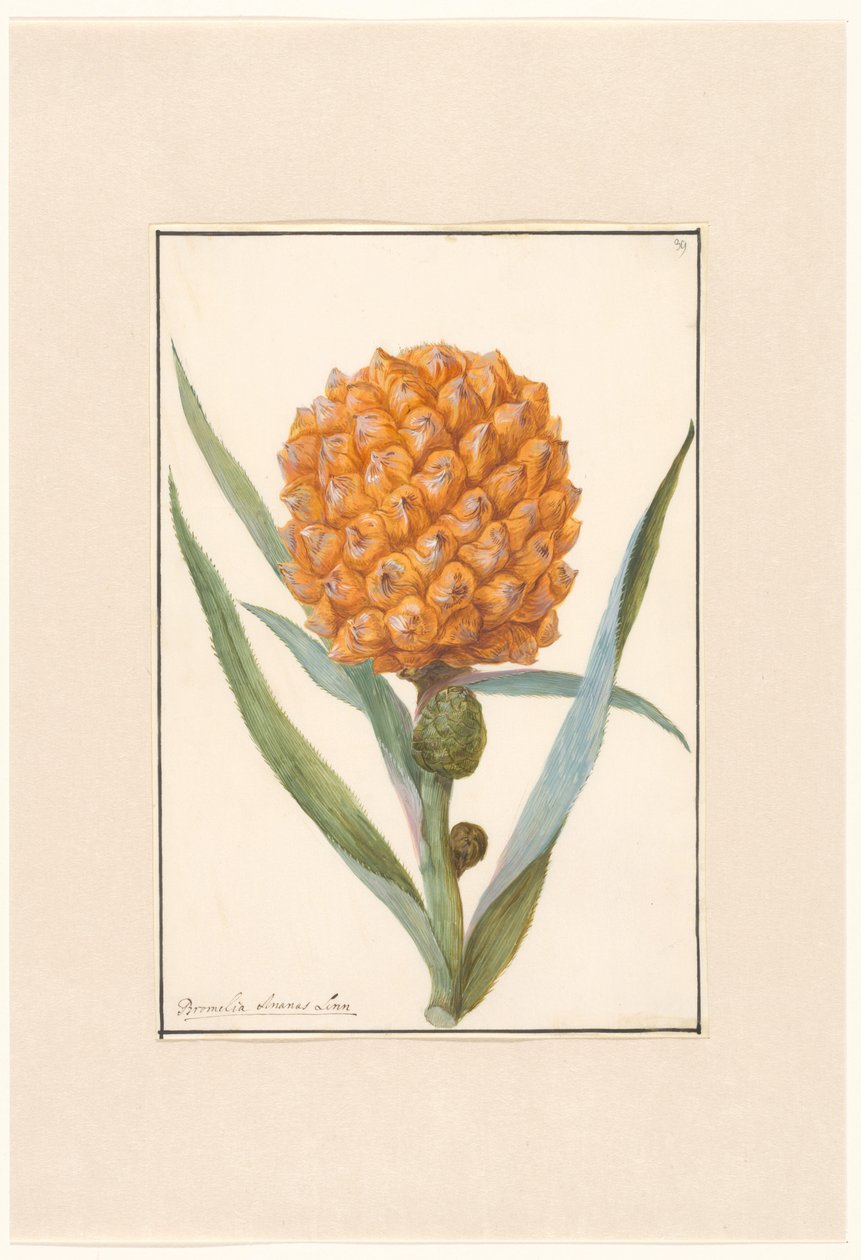 Ananas się proszę autorstwa Anonymous