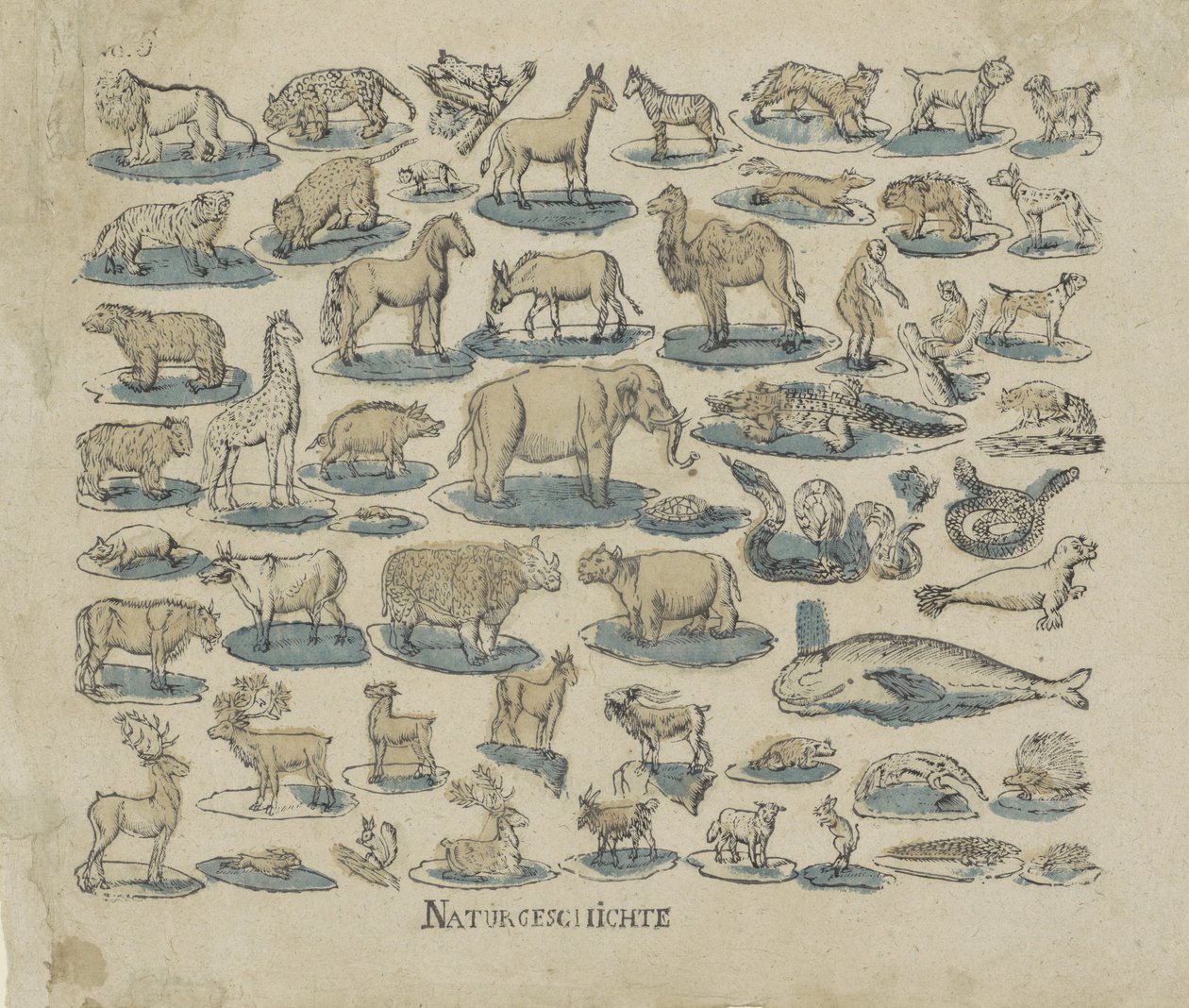 sługa Historia naturalna (tytuł na obiekcie) autorstwa Anonymous