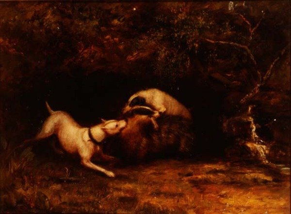 Psy nęcące borsuka, ok. 1870 r. autorstwa Anonymous