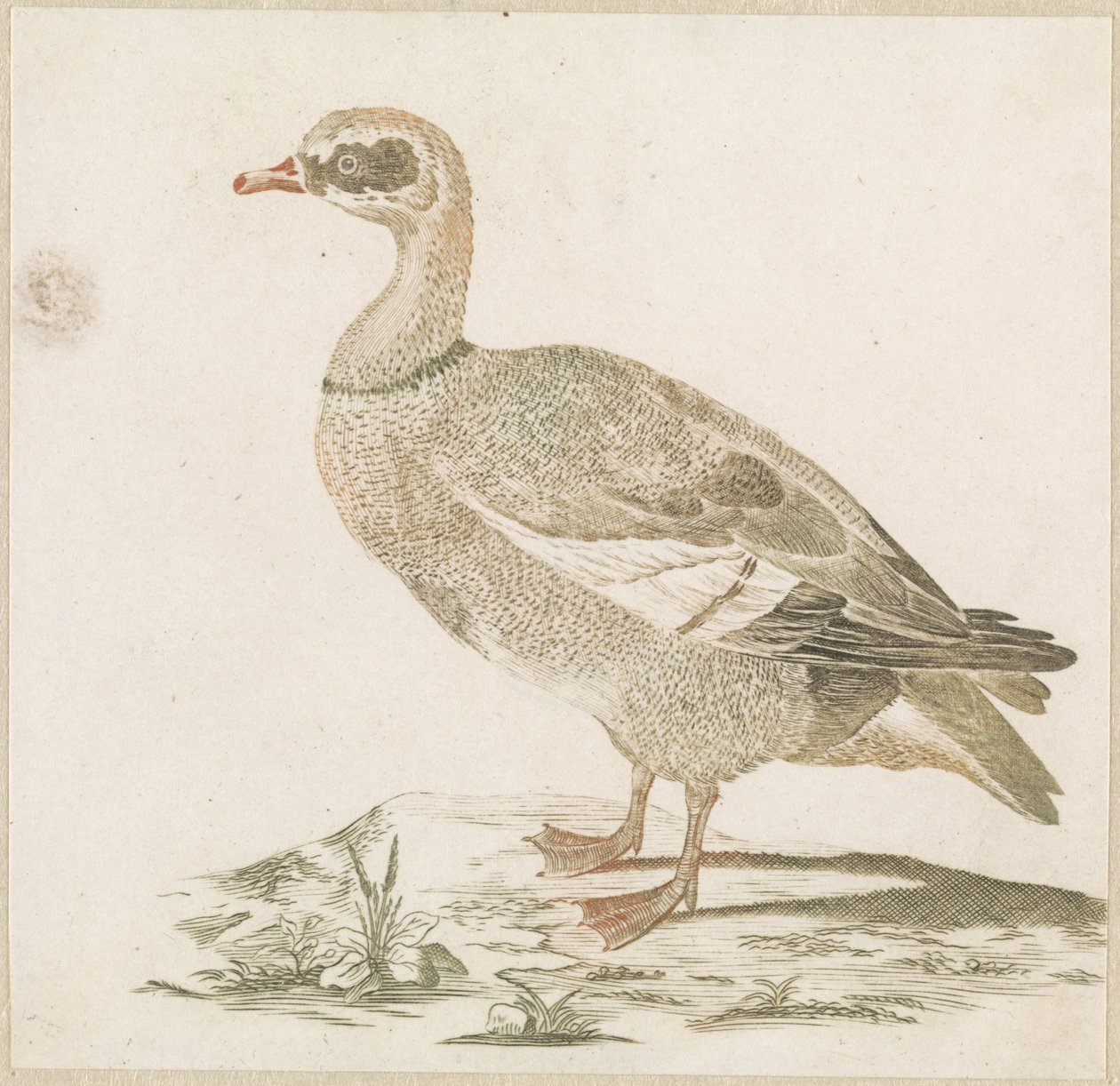 Gans autorstwa Anonymous