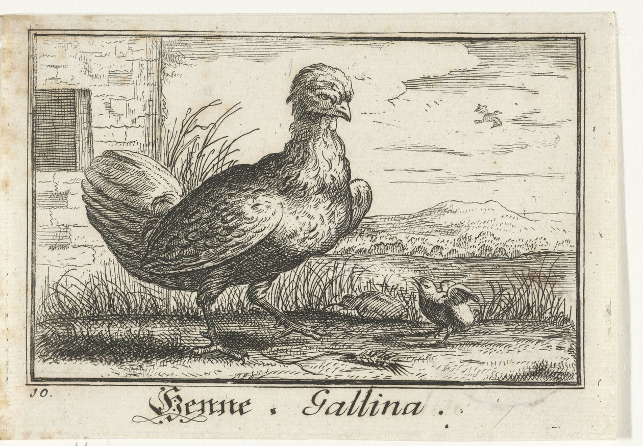 Kurczak z kurczakiem Henna, Gallina. (tytuł na obiekcie) autorstwa Anonymous