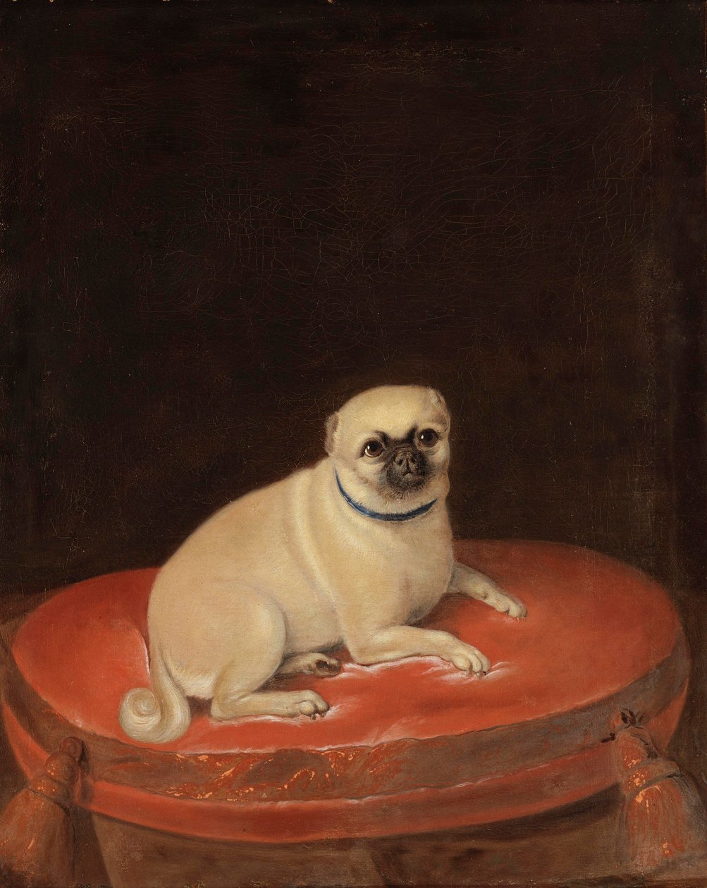 Pug autorstwa Anonymous