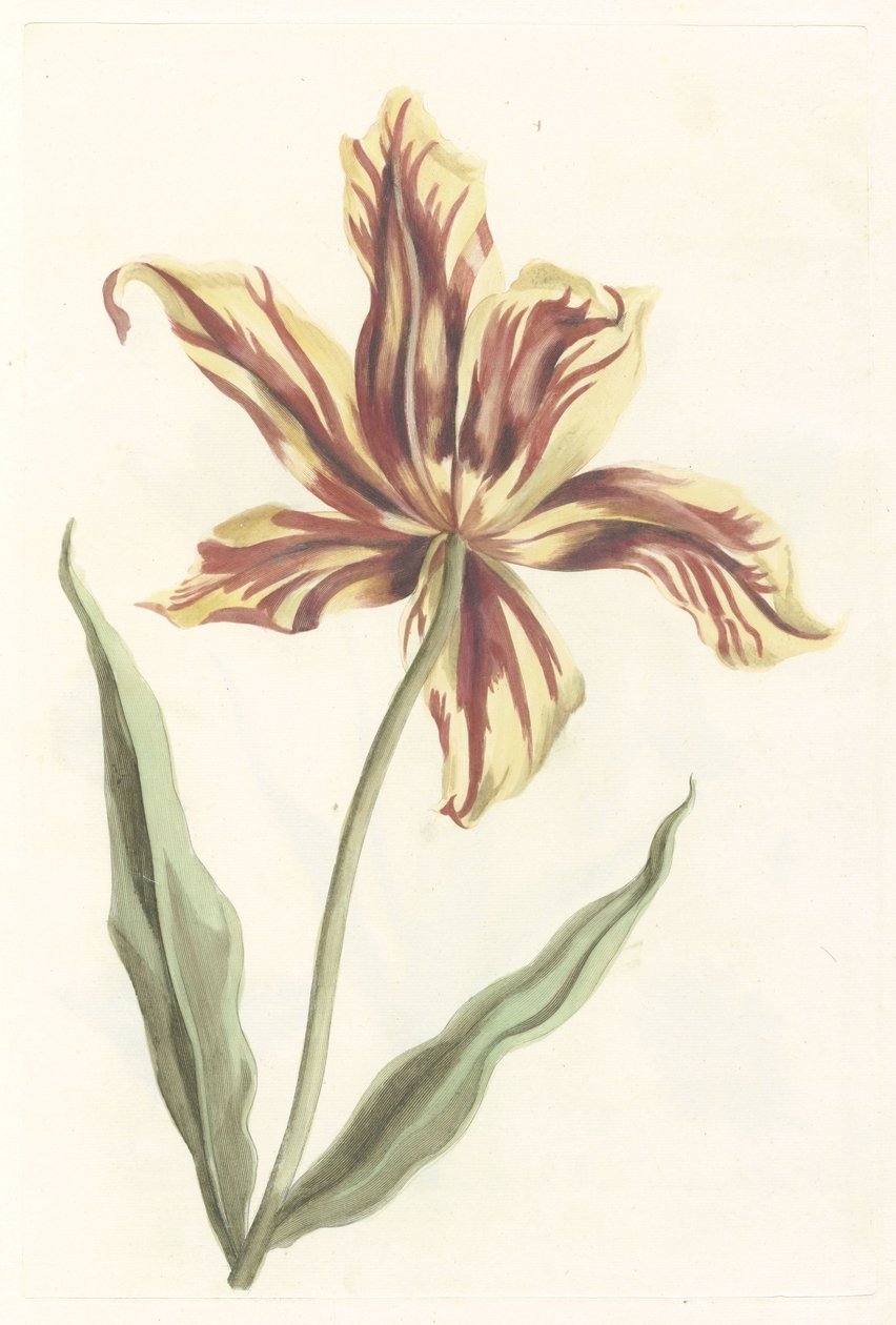 Tulipan autorstwa Anonymous