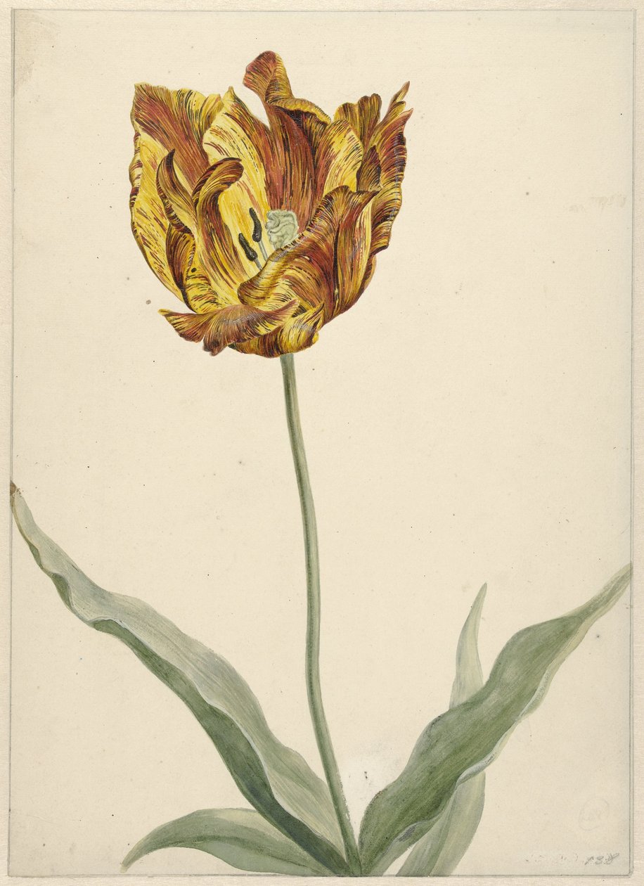 Tulipan autorstwa Anonymous