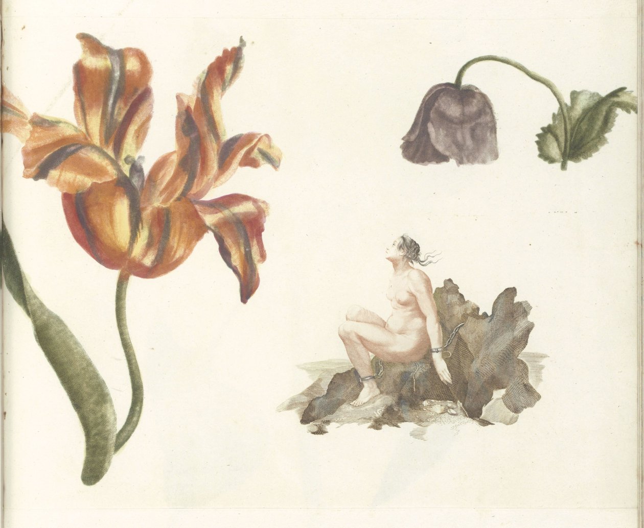 Tulipan, Mak i Andromeda autorstwa Anonymous