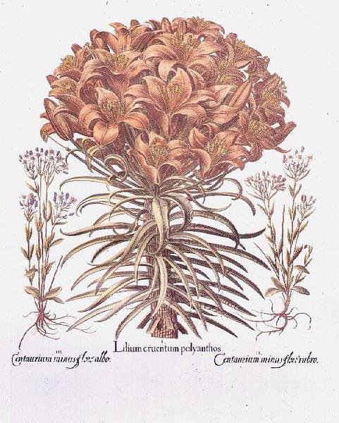 Lilia i Centaurea, niemiecki autorstwa Anonymous Anonymous