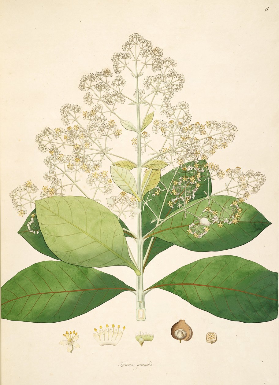 Ilustracja Tectona grandis, Lamiaceae autorstwa anonymus