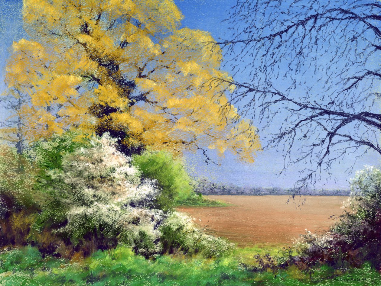 Zima Blackthorn, 2003 autorstwa Anthony Rule