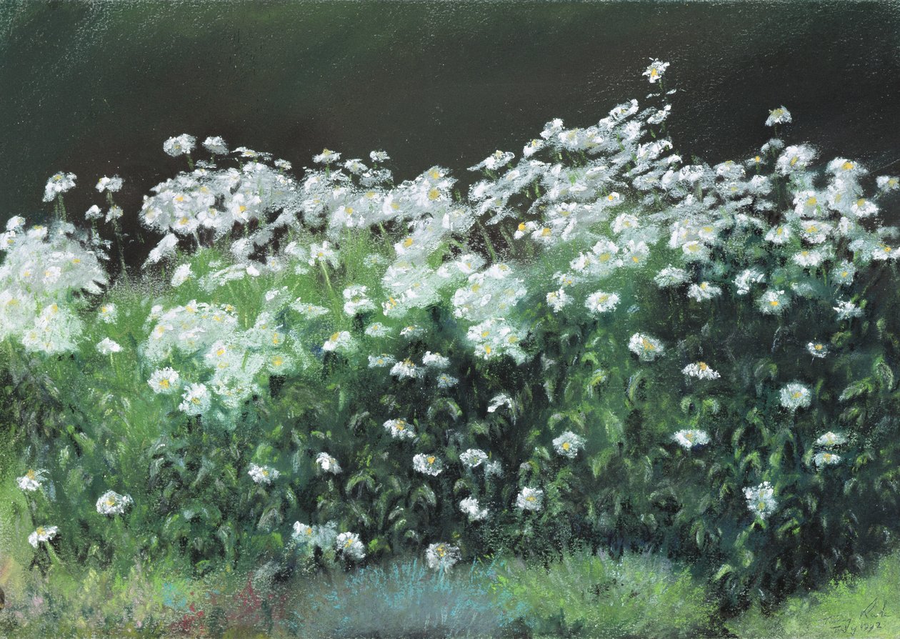 Stokrotki Shasta, 1992 autorstwa Anthony Rule