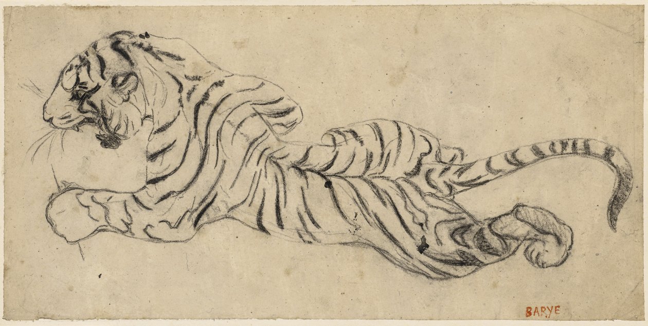 Tigre (Tiger), ok. 1835 (czarna kreda na kalce, przymocowana do tablicy) autorstwa Antoine Louis Barye