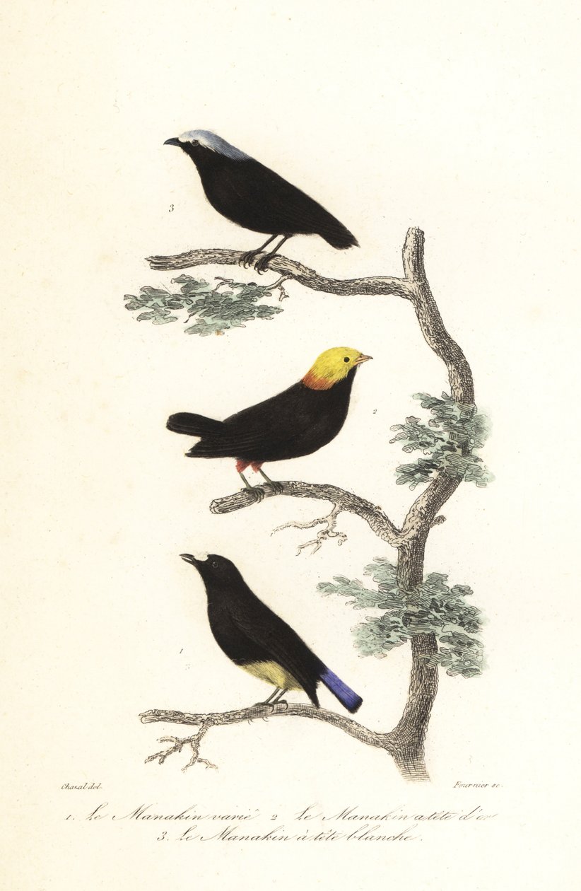 Gatunki Manakina. autorstwa Antoine (after) Chazal
