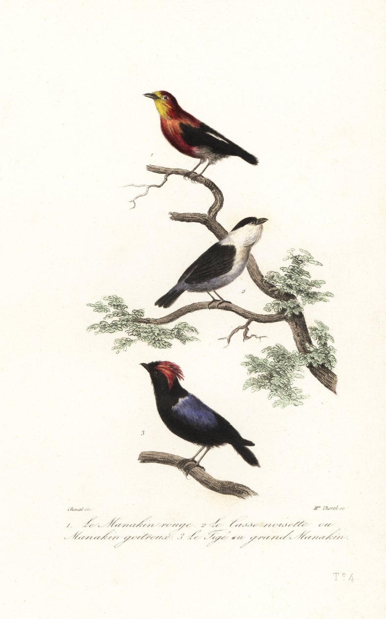 Gatunki Manakina. autorstwa Antoine (after) Chazal