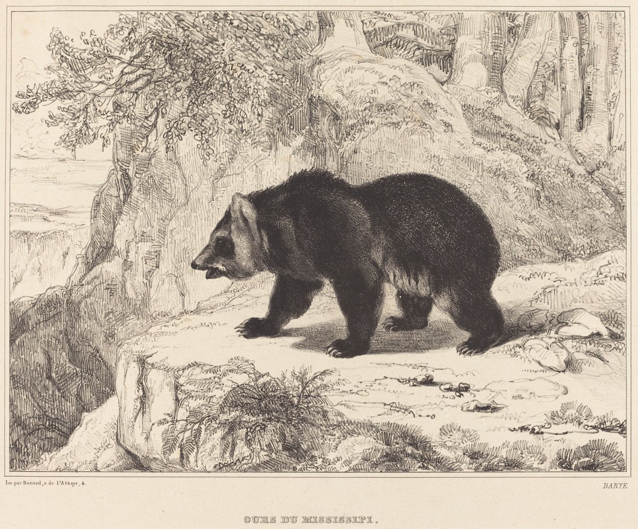 Miś Missisipi, 1836. autorstwa Antoine Louis Barye