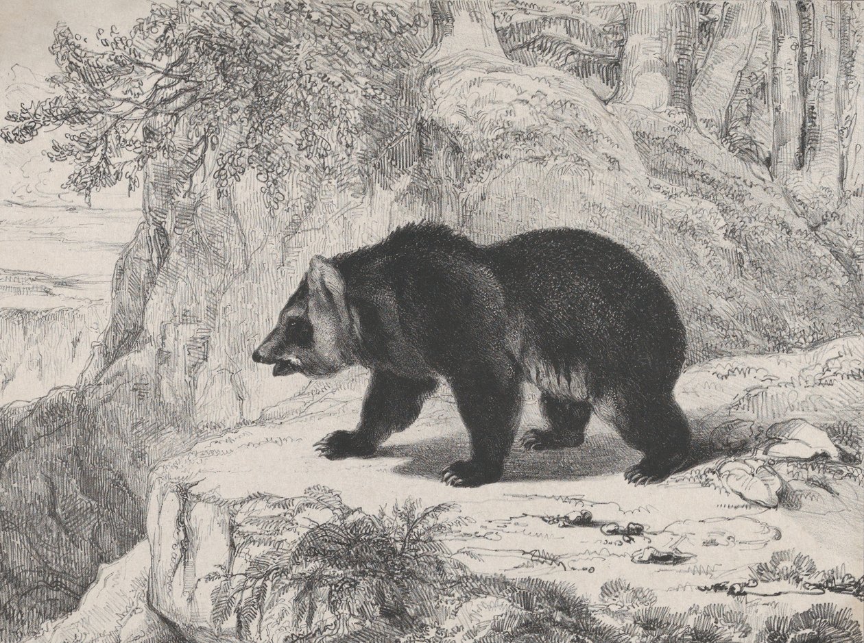 Miś Missisipi, 1836. autorstwa Antoine Louis Barye