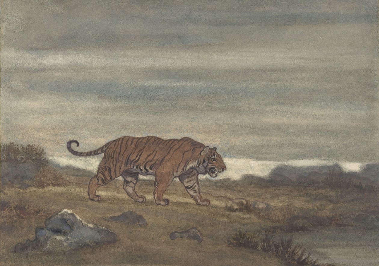 Tygrys Zbliżający Się Basen, 1810-75. autorstwa Antoine Louis Barye