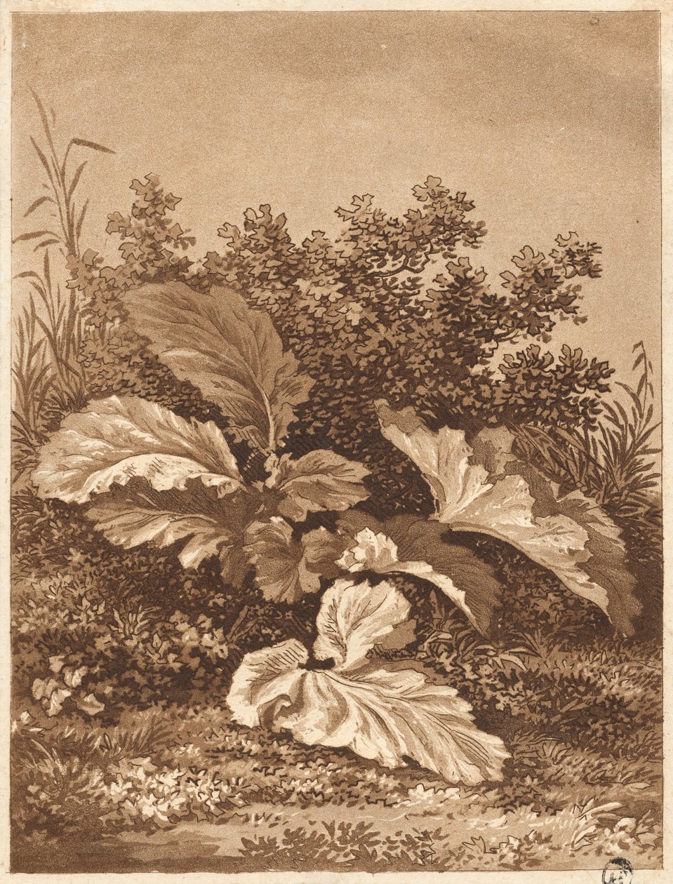 Studium liści, c. 1800. autorstwa Anton Balzer