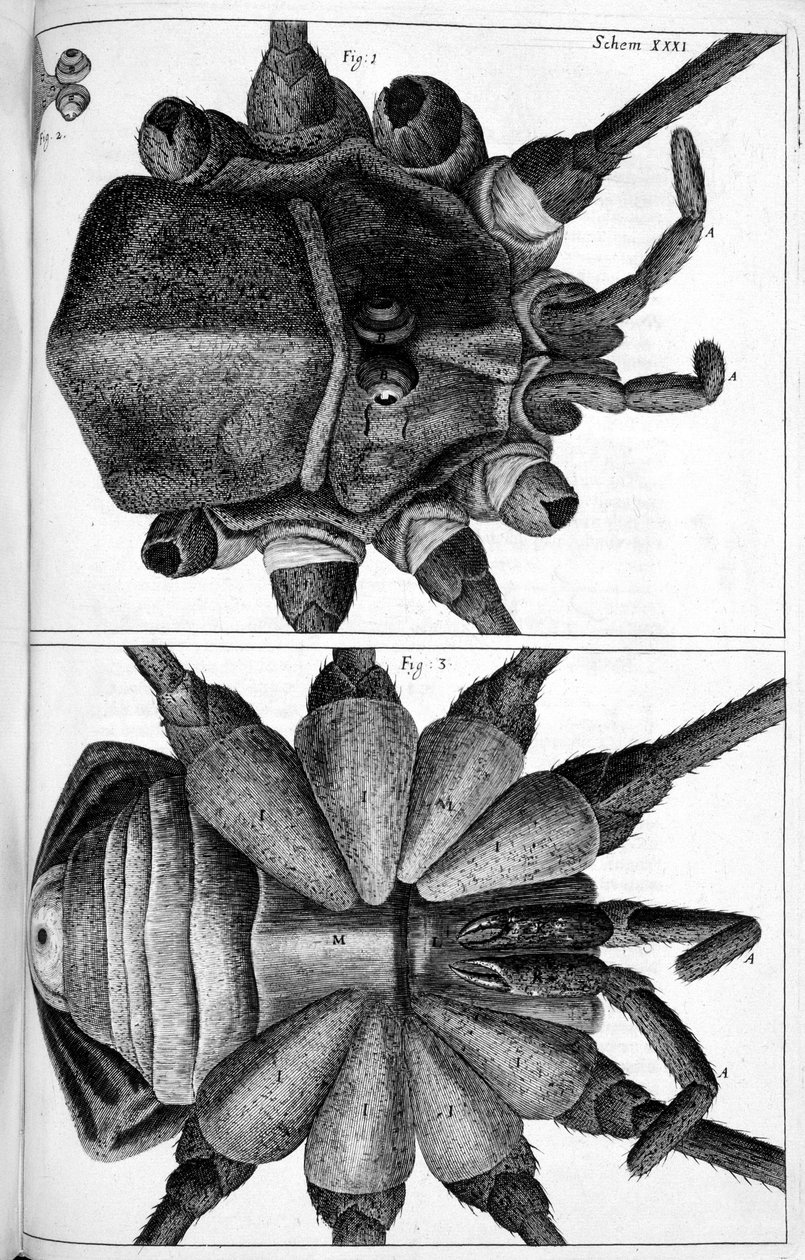 Mikroskopia autorstwa Frederick (attr. to) Barnard