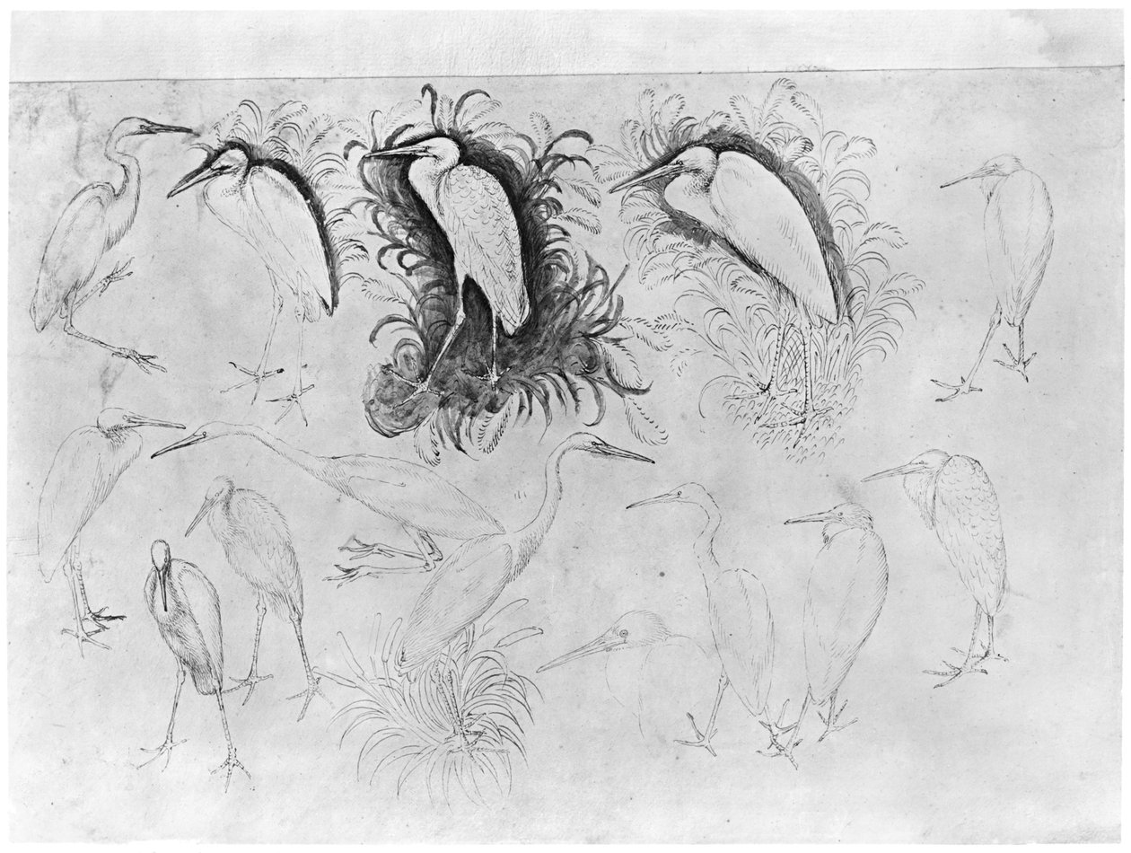 Czternaście czapli, z albumu Vallardi (pióro, atrament i toaleta na papierze) autorstwa Antonio Pisanello