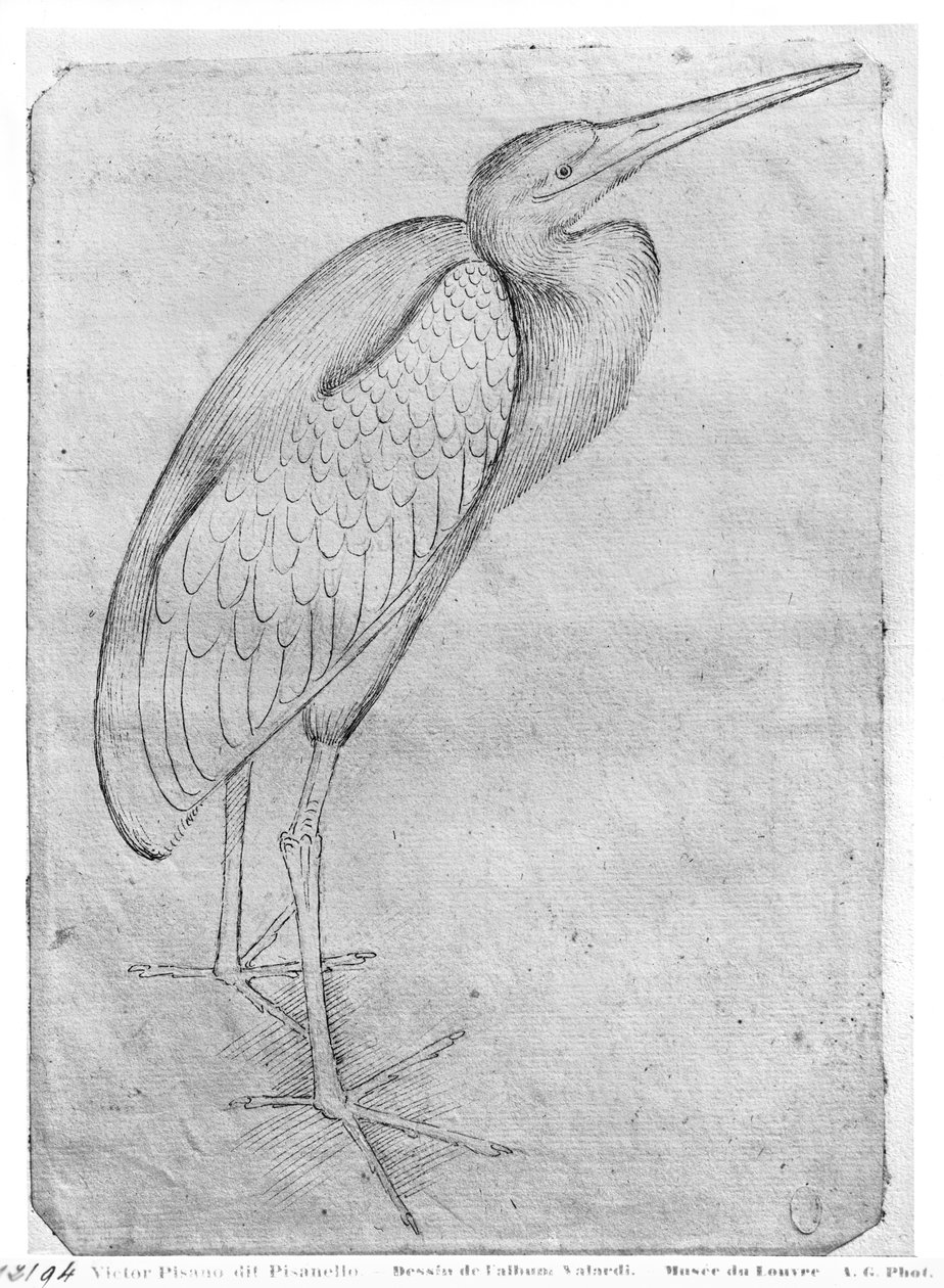 Пеликан, The Vallardi цомгийн поли autorstwa Antonio Pisanello