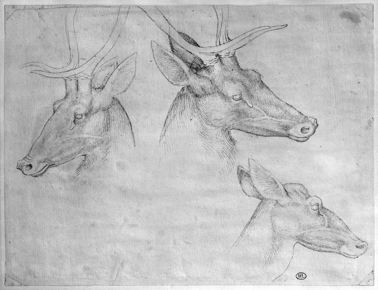 Dwie głowy jeleni, jedna głowa łani, z The Vallardi Album autorstwa Antonio Pisanello