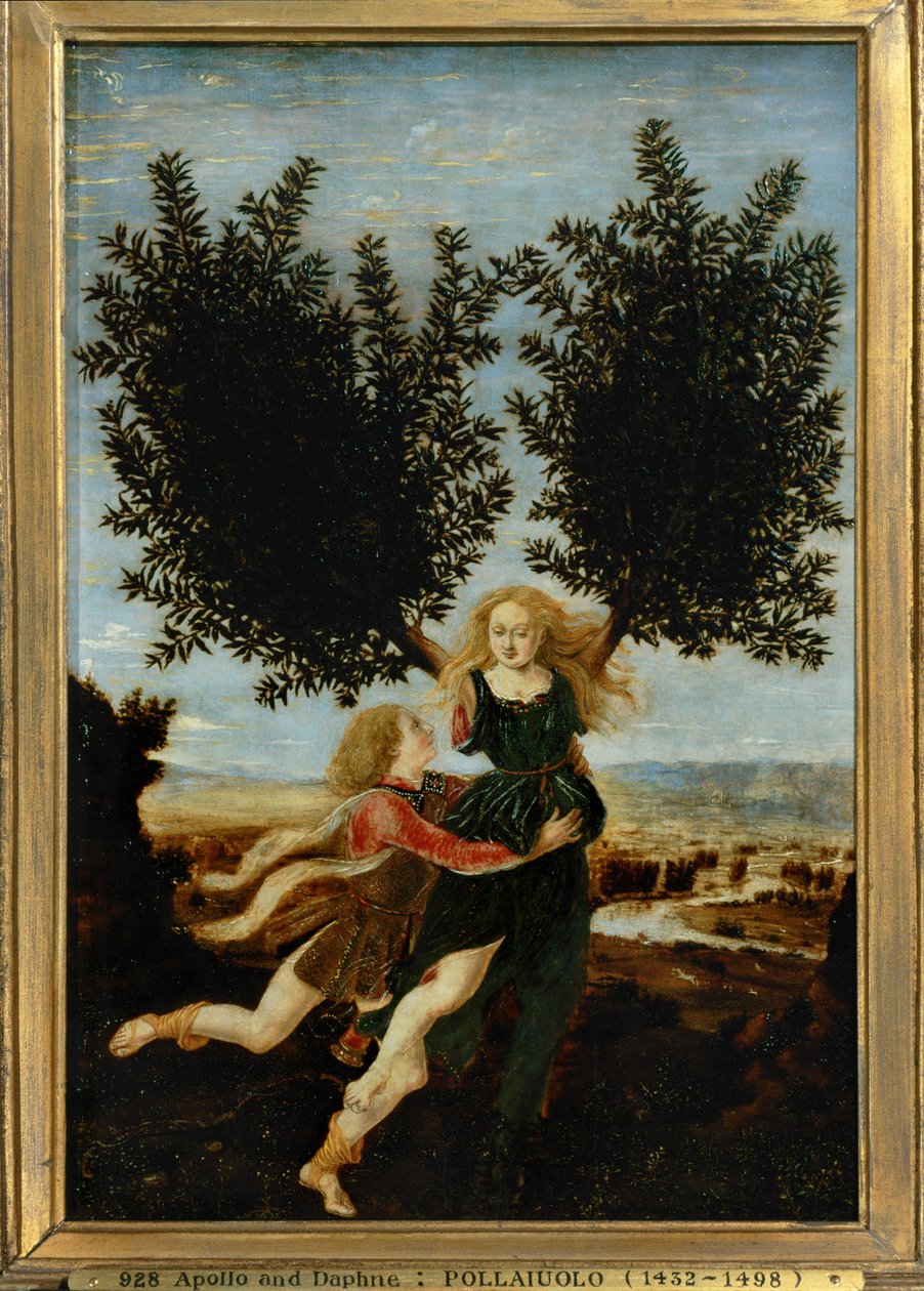 Apollo i Daphne ... (obraz na płótnie) autorstwa Antonio Pollaiuolo