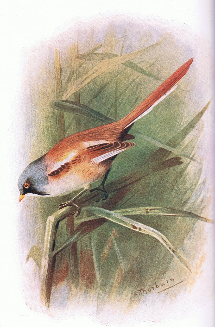 Bearded Titmouse, z British Birds wydanego przez Longmans, 1932 autorstwa Archibald Thorburn