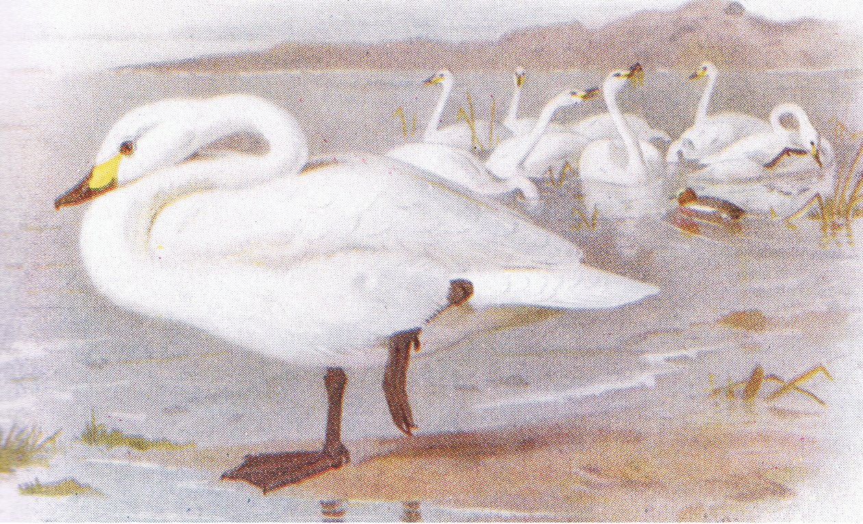 Łabędź Bewicka autorstwa Archibald Thorburn