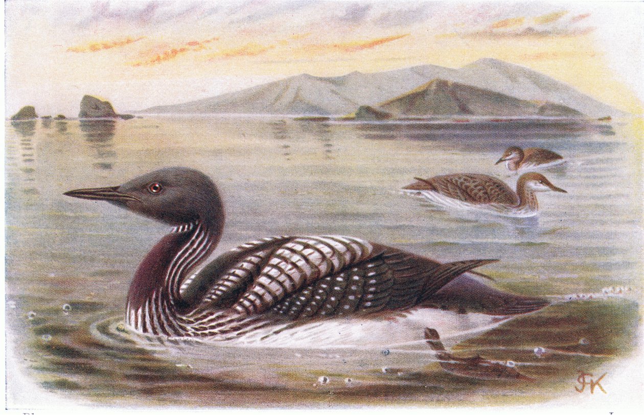 Czarnogardły nurek autorstwa Archibald Thorburn