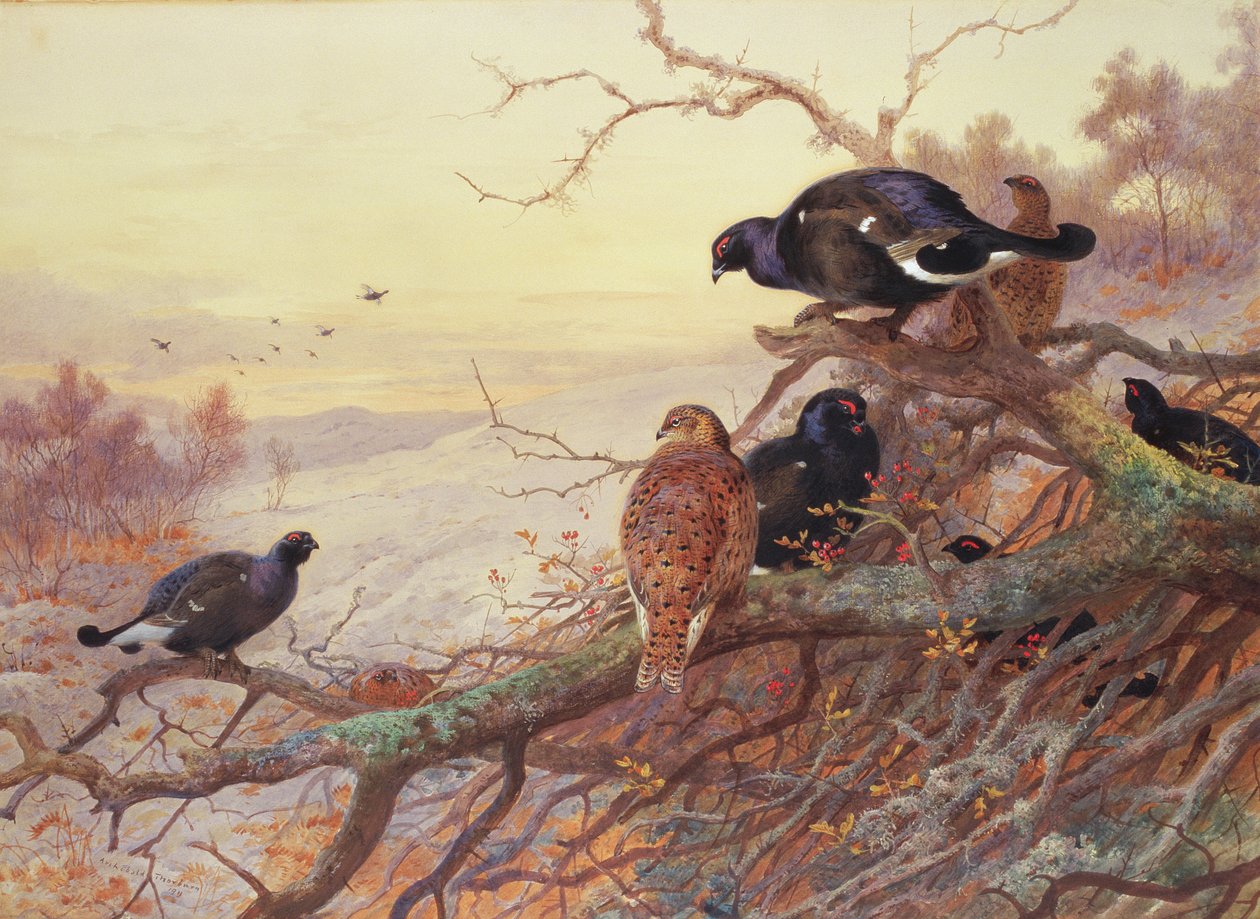 Blackgame w zimie autorstwa Archibald Thorburn