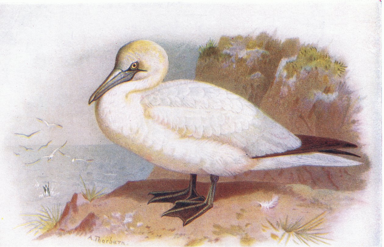 Głuptak autorstwa Archibald Thorburn