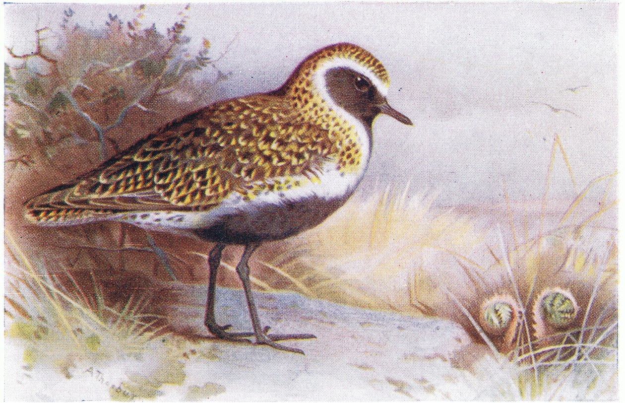Sieweczka złota, z książki Birds of the British Isles and Their Eggs wydanej przez Frederick Warne & Co Ltd, 1958 autorstwa Archibald Thorburn