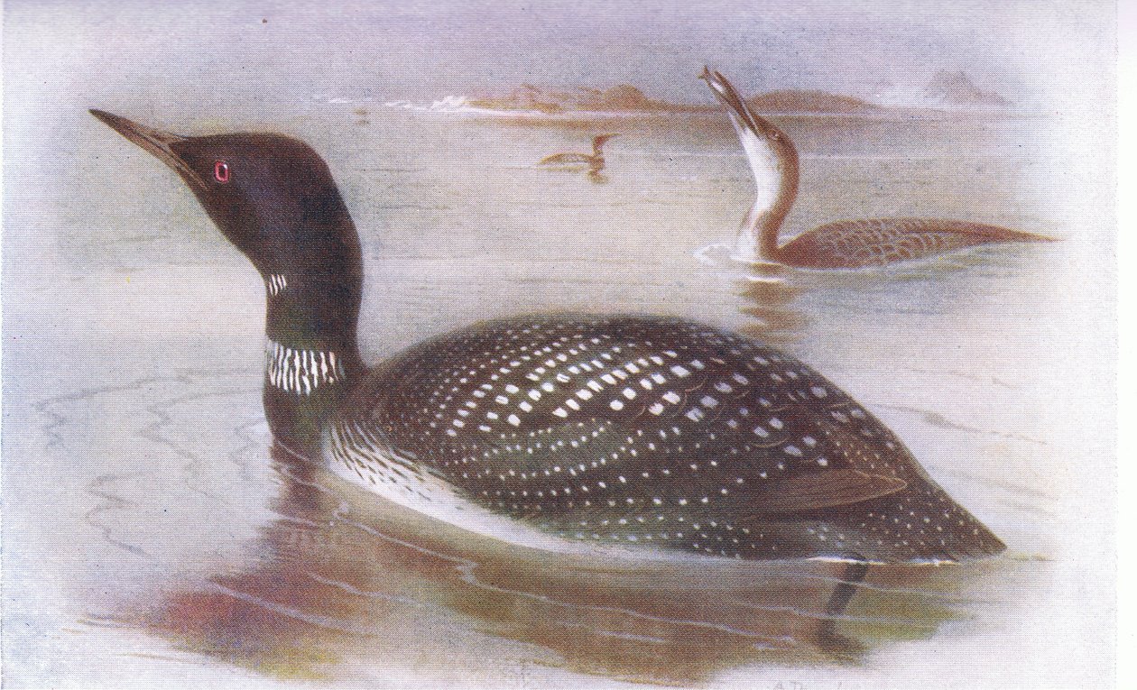 Wielki Nurek Północny autorstwa Archibald Thorburn