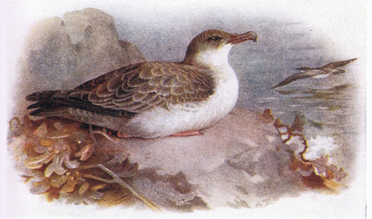 Wielki Burzyk autorstwa Archibald Thorburn