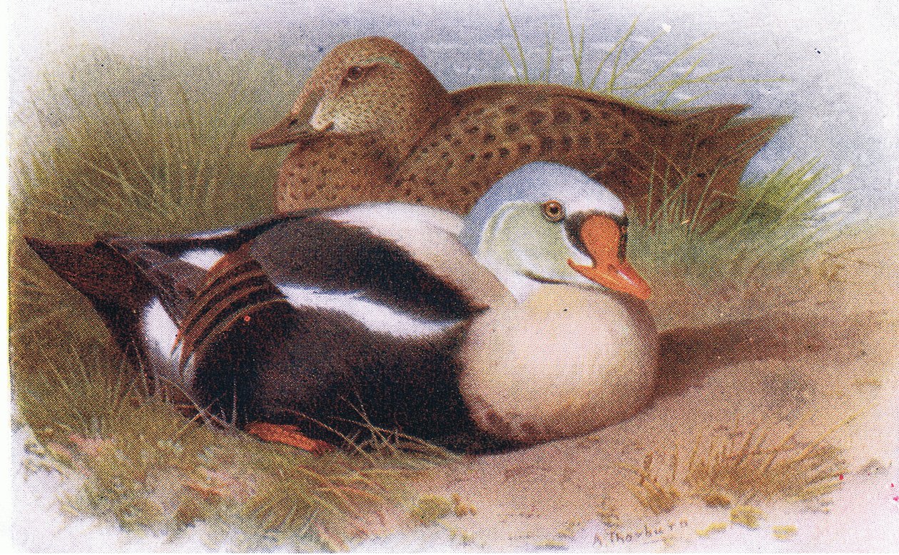 Król Eider autorstwa Archibald Thorburn