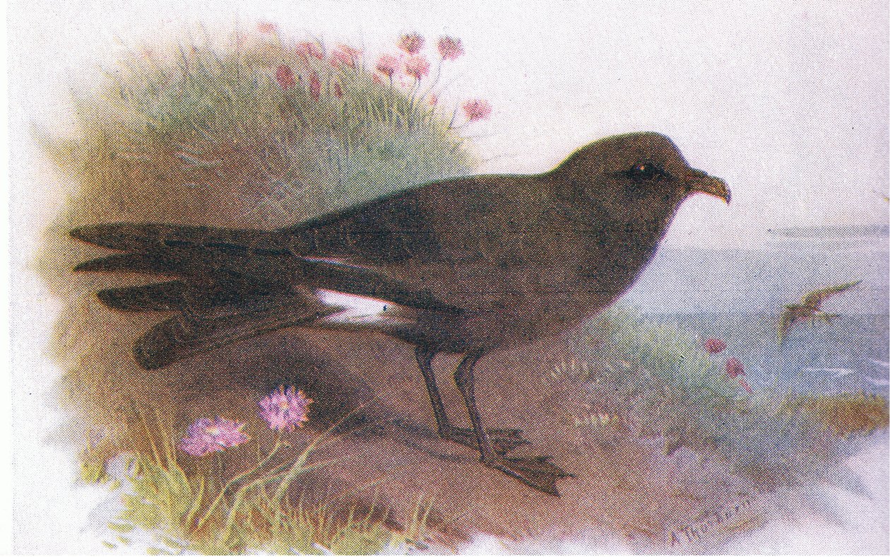 Petrel Leacha autorstwa Archibald Thorburn