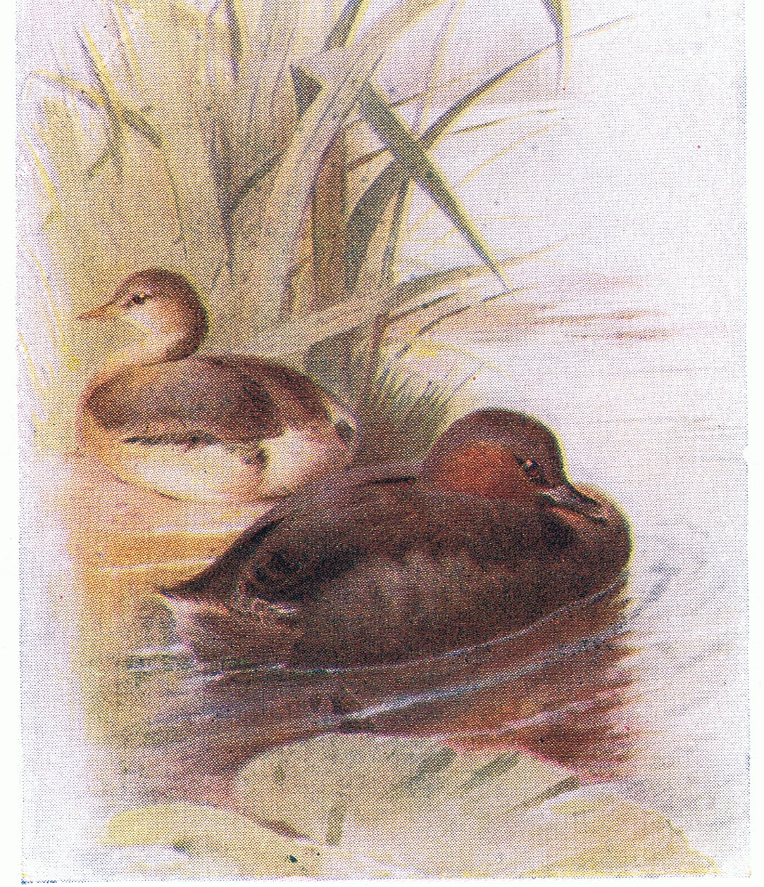 Mały perkoz autorstwa Archibald Thorburn