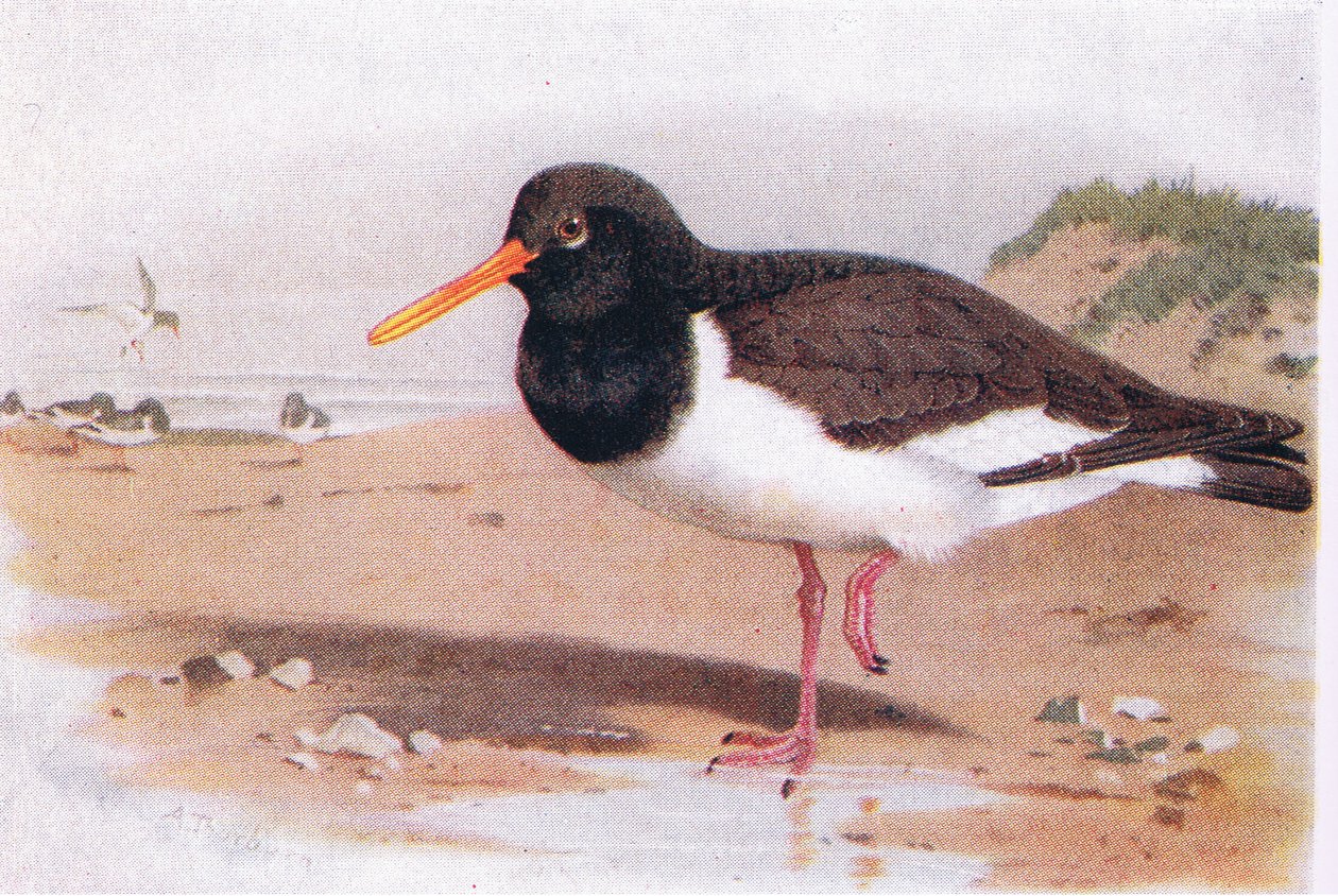 Oyster Catcher, z Birds of the British Isles and Their Eggs opublikowanej przez Frederick Warne & Co Ltd, 1958 autorstwa Archibald Thorburn