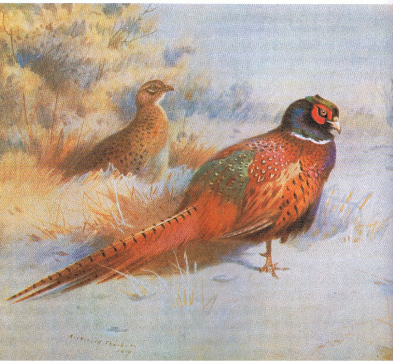 Bażant, wyd. przez Book Club Associates, 1972 autorstwa Archibald Thorburn