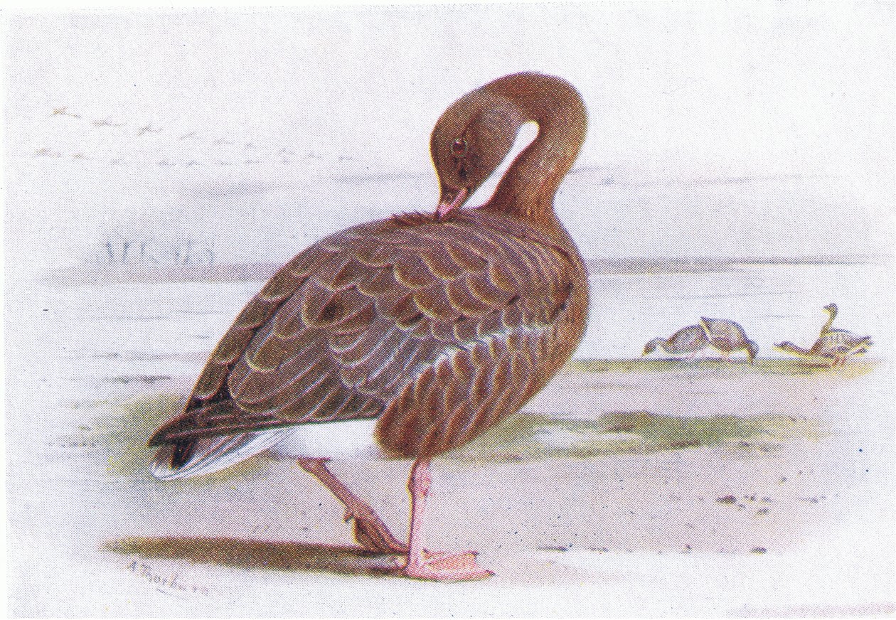 Gęś z różowymi nóżkami autorstwa Archibald Thorburn