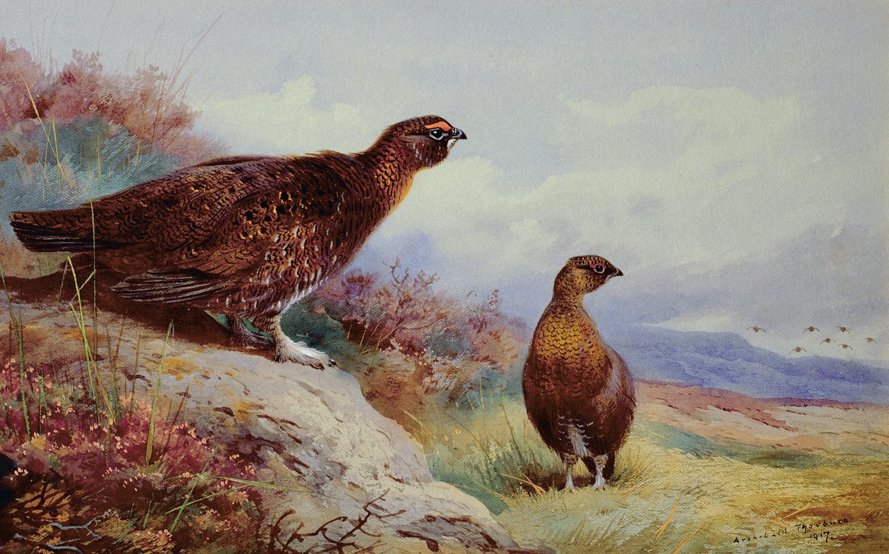 Cietrzew na Moor, 1917 autorstwa Archibald Thorburn