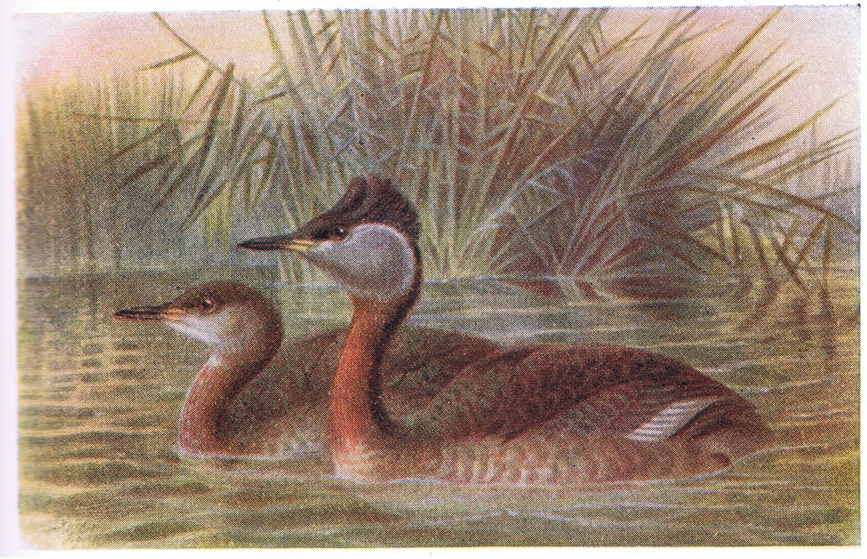 Perkoz rdzawoszyi autorstwa Archibald Thorburn