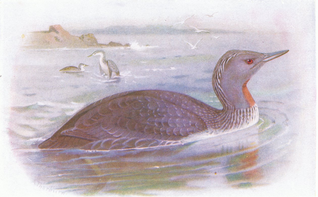 Nurek czerwonogardły autorstwa Archibald Thorburn