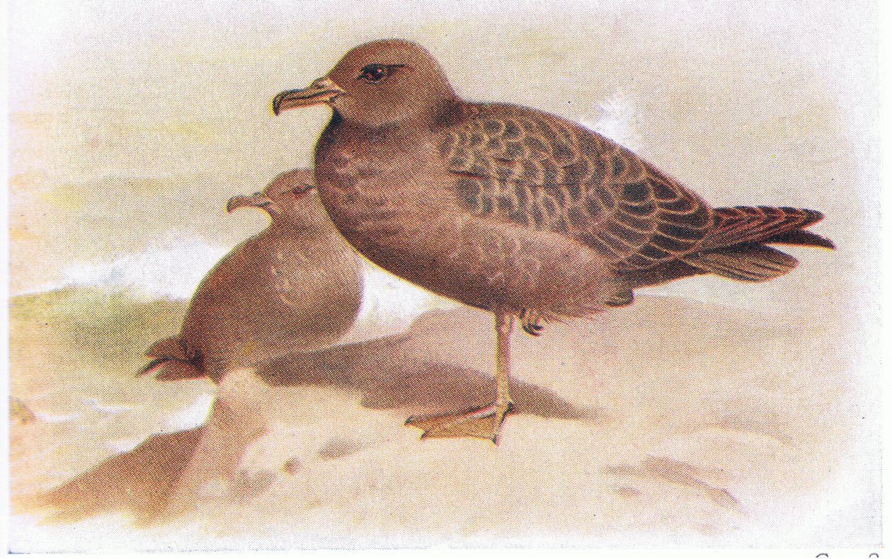 Burzyk sadza autorstwa Archibald Thorburn