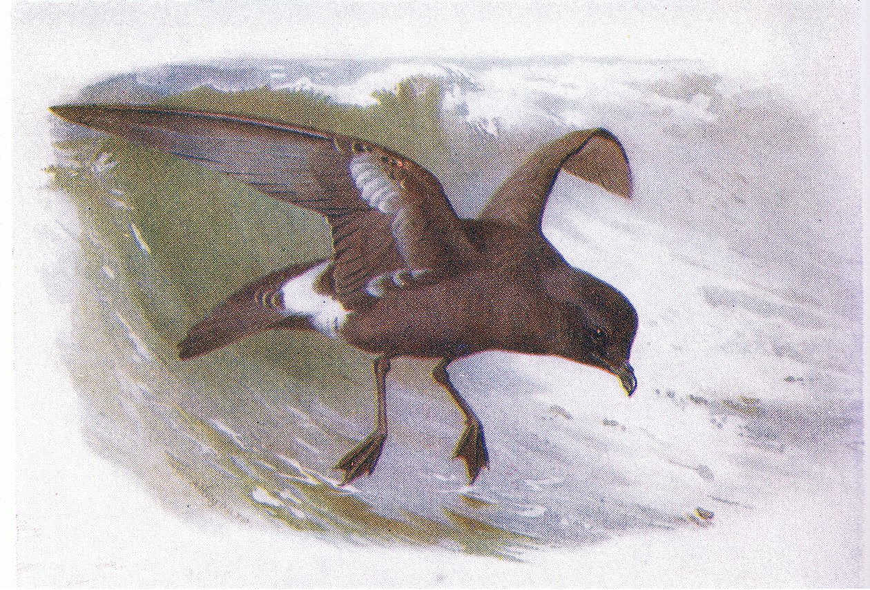 Burza Petrel autorstwa Archibald Thorburn