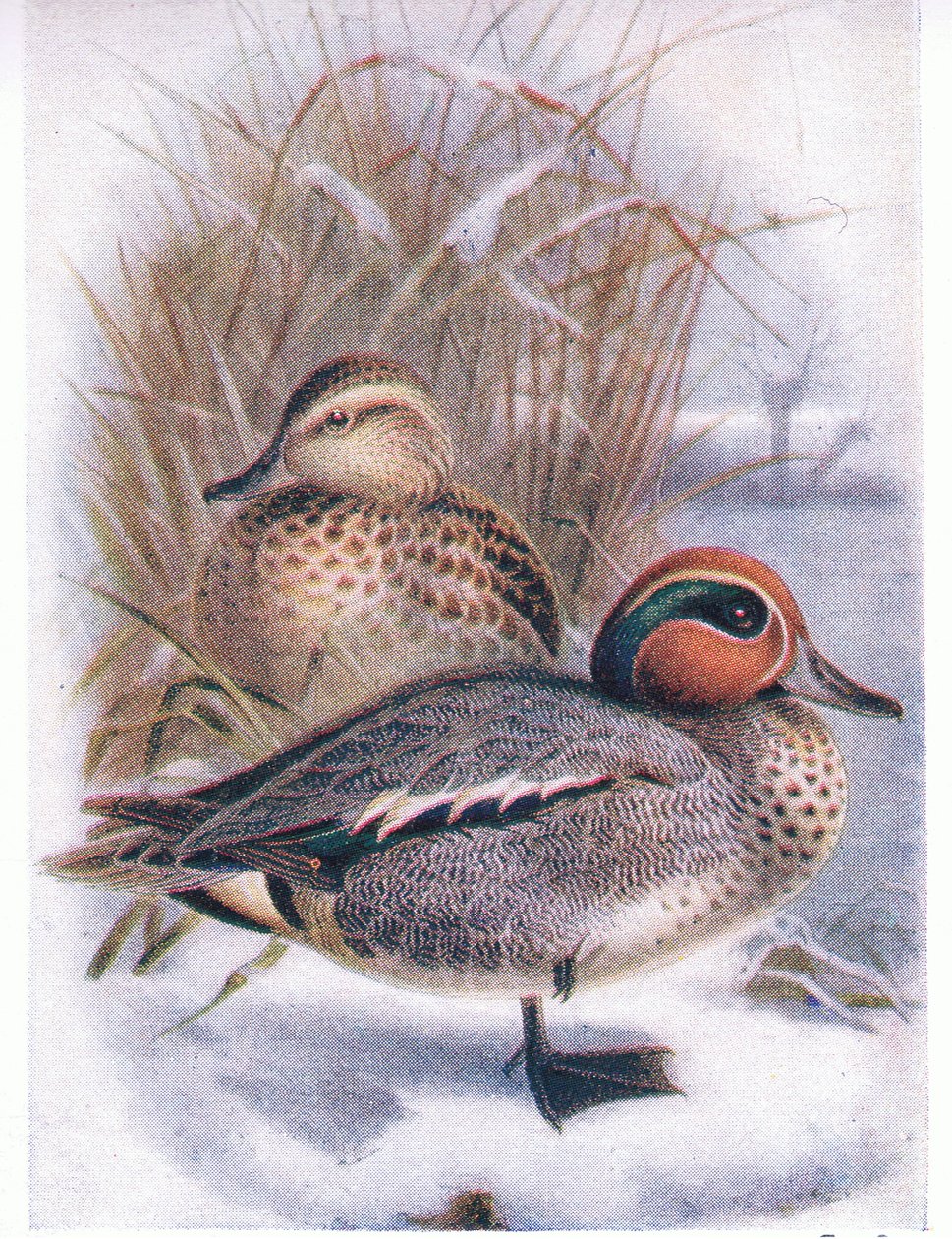 Cyraneczka autorstwa Archibald Thorburn